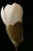 magnoliaPICT0002