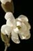 magnoliaPICT0008