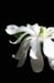 magnoliaPICT0019