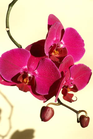 3_orchid_024