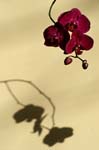 2_orchid_066