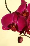 4_orchid_044