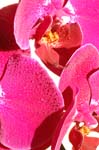 5_orchid_022