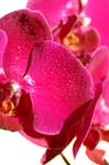 6_orchid_064