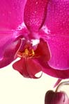 7_orchid_036