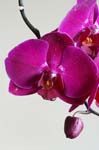 8_orchid_032