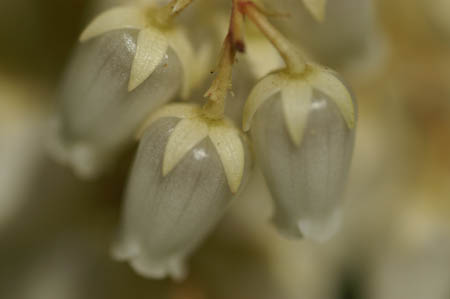 pieris_021a