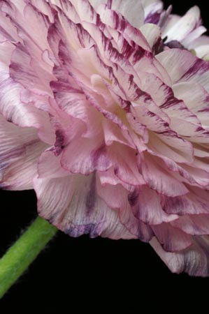 2_ranunculus_074