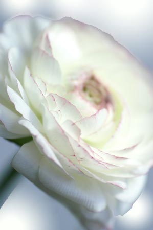 6_ranunculus_034a