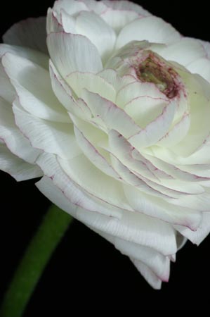 7_ranunculus_039