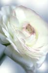 6_ranunculus_034a