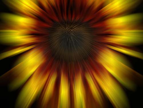 radialmirroredsunflower