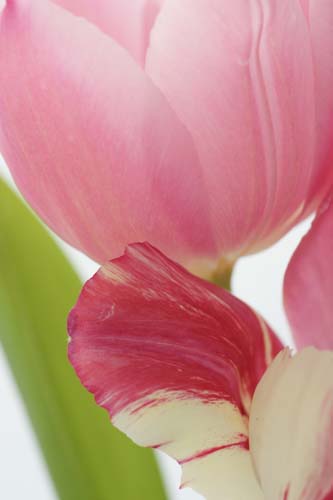 tulipDSC02423