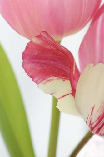 tulipDSC02427