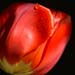 ox_nearlywholeredtulip